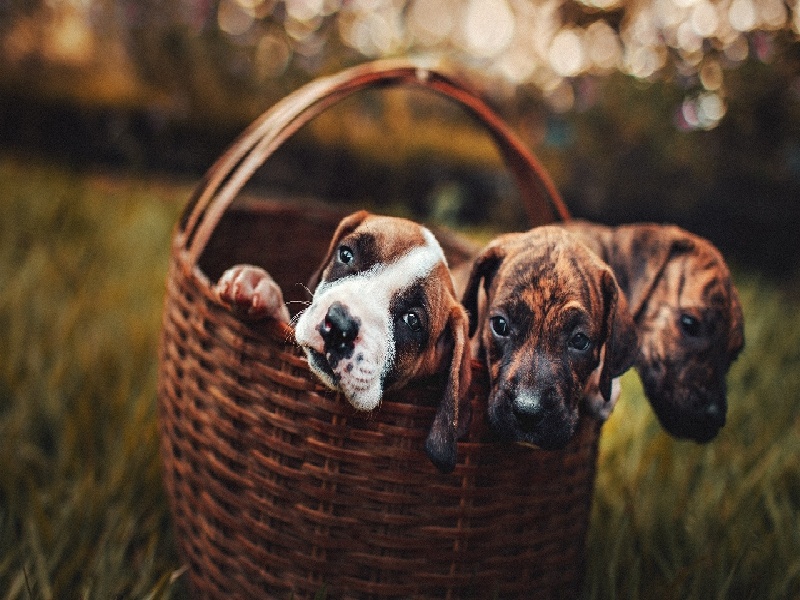 试管取完卵肚疼,试管经理工资多少